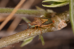 Oebalus