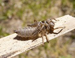 Libellula quadrimaculata