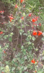 Salvia microphylla