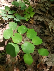 Thalictrum thalictroides