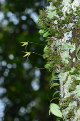 Bulbophyllum drymoglossum