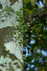 Bulbophyllum drymoglossum