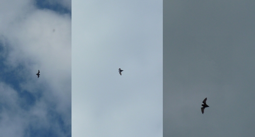 Common Noctule