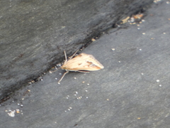 Achyra massalis