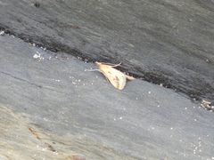 Achyra massalis