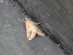 Achyra massalis