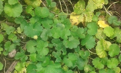 Hydrocotyle bonplandii