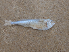 Iso rhothophilus