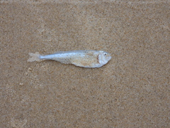 Iso rhothophilus