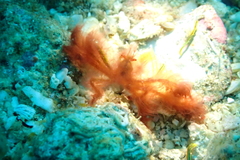 Achaeus japonicus