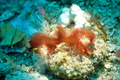 Achaeus japonicus