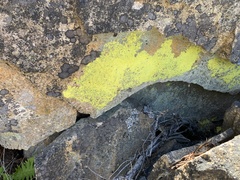 Chrysothrix chlorina