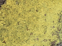 Chrysothrix chlorina