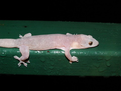 Gehyra australis