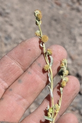 Artemisia papposa