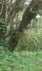 Epidendrum jamiesonis