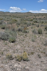 Artemisia papposa