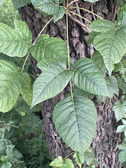 Toxicodendron radicans
