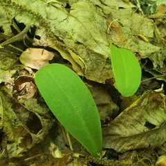 Galearis spectabilis