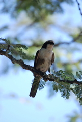 Eurocephalus ruppelli