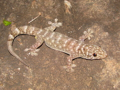 Gehyra pamela