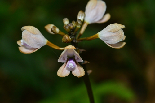 Didymoplexiella siamensis iNat (1)