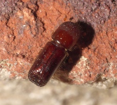 Xyleborus celsus