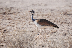 Eupodotis senegalensis