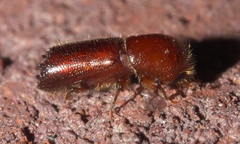 Xyleborus celsus