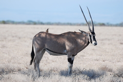 Oryx beisa