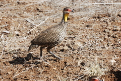 Pternistis leucoscepus