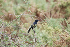 Laniarius funebris