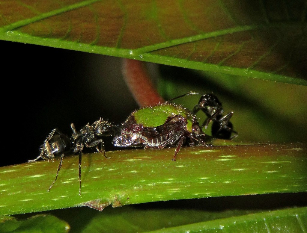 Neotynelia pubescens