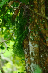 Phlegmariurus phlegmaria