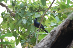 Onychognathus salvadorii