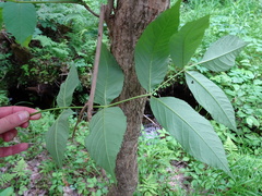 Fraxinus nigra image