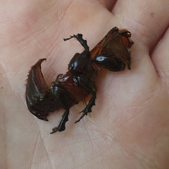 Xyloryctes jamaicensis