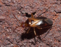 Ceratocapsus modestus