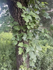 Toxicodendron radicans