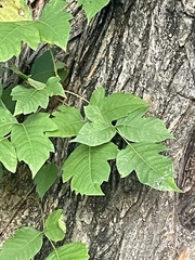 Toxicodendron radicans