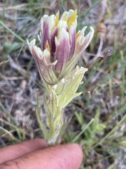 Castilleja cusickii