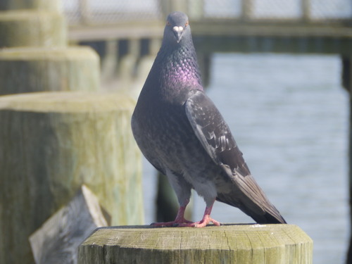 Feral Pigeon photographed in Connecticut