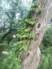 Toxicodendron radicans