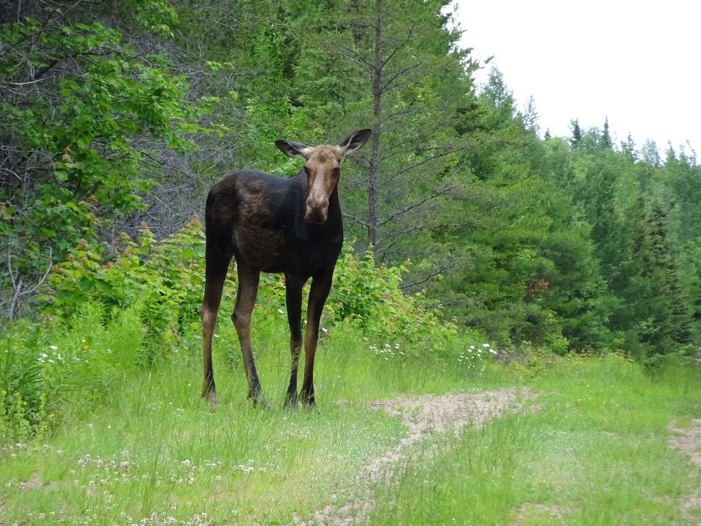 Eastern Moose (Alces alces americana) - Know Your Mammals