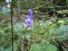 Aconitum variegatum