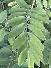 Amorpha fruticosa