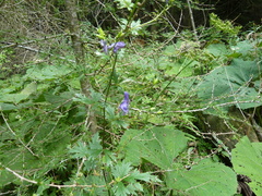 Aconitum variegatum
