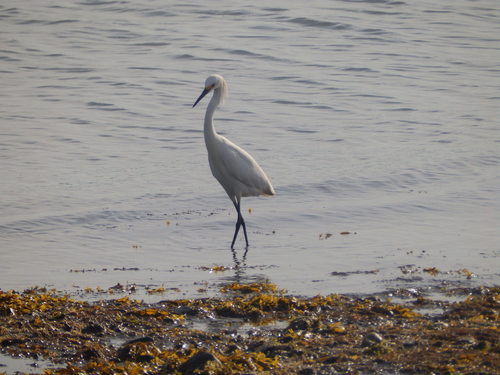 Snowy Egret photographed in Connecticut