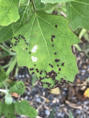 Norvellina chenopodii