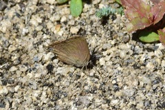 Satyrium saepium